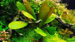Aquarium einrichten mit Echinodorus ozelot, davor der Lotus