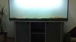 aquarium-von-debby--daniel-malawi_Becken kurz nach dem Animpfen mit Filterschlamm am 21.08.09