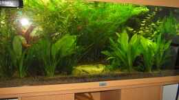 aquarium-von-sven-lowbob-anfaenger-becken-19-8-09_4.11.09 Pflanzen wachsen sehr gut