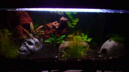 aquarium-von-dasy-dasys-neli-becken-2_54 L Becken