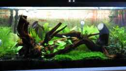 aquarium-von-crayfish79-becken-garnelen-1_nach Umbau