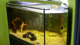 aquarium-von-leinad78-250l-deltabecken_Becken vor der Abholung