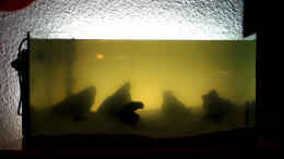 aquarium-von-getreal-namia_Wasser noch sehr trüb.Noch ohne Beflanzung, Licht und Filte