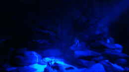 aquarium-von-malawibilly-juwell-rio-180_bei Mondlicht