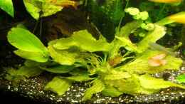 Aquarium einrichten mit Echinodorus ozelot grün (super schöne Pflanze