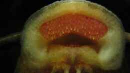 Aquarium einrichten mit Synodontis brichardi