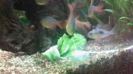 Aquarium einrichten mit Piranhas machen sich über den Salat her...