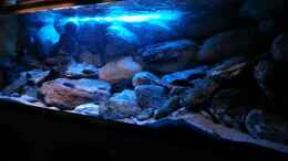 aquarium-von-mike-reimann-720-liter-malawi_