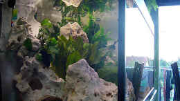 aquarium-von-steffen-abicht-becken-1473_Beckenansicht von der Seite