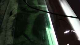 aquarium-von-michael-reiz-michels-waterworld_grüne Tönungsfolie auf Plexiglasplatte