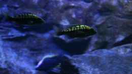 aquarium-von-michael-reiz-michels-waterworld_die neuen P.mbenji tick lips