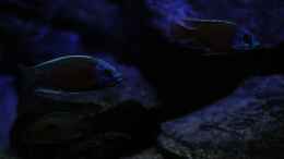 aquarium-von-michael-reiz-michels-waterworld_P.taeniolatous u C.borleyi