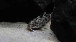 Aquarium einrichten mit Synodontis multipunktatus schwimmen im Juwel Delta