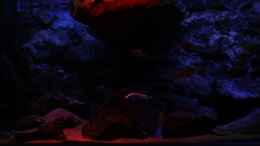 aquarium-von-michael-reiz-michels-waterworld_Sonnenuntergang