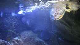 aquarium-von-michael-reiz-michels-waterworld_Filterauslass verjüngt