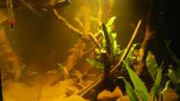 aquarium-von-zigermandli-amazonas-aufzucht-aufgeloest_
