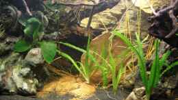 aquarium-von-florian-bandhauer-the-world-of-westafrica_Meine Crinums natans wachsen und gedeihen prächtig !