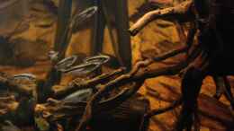 Aquarium einrichten mit Schwalbenschwanz Glaswelse ( Pareutropius buffei