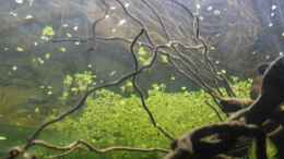 aquarium-von-florian-bandhauer-the-world-of-westafrica_Blick auf die Wasseroberfläche von unten,mit Wasserlinsen!