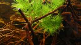 aquarium-von-florian-bandhauer-the-world-of-westafrica_ceratophyllum  demersum