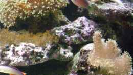 Aquarium einrichten mit Pseudocheilinus hexataenia