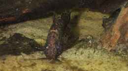 Aquarium einrichten mit Synodontis nigriventris
