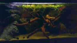 aquarium-von-northernlights-becken-14830_Aktuelle Einrichtung mit Schwimmpflanzen