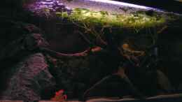 aquarium-von-northernlights-becken-14830_( Procambarus clarkii )