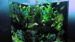 aquarium-von-arami-gurami-milestones-nur-noch-als-beispiel_Ersteinrichtung