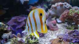 Aquarium einrichten mit 2013.10. Chelmon rostratus