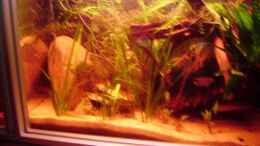 aquarium-von-andrea-kakaduzwergbuntbarsch--artenbecken_Pflanzen werden dichter und wachsen ziemlich gut!!!