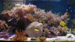 aquarium-von-jens-just-meerwasseraquarium_Neues Becken
