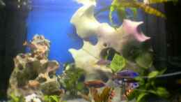 aquarium-von-michael-mosch-becken-149_