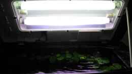 aquarium-von-gestresster-sven-nelchen---mischbecken_Doppelleuchtbalken (Spritzwassergeschützt)