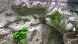 aquarium-von-joopde-becken-14927_Detail Hintergrund mit Höhlen und Aufbauten