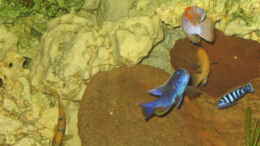 Foto mit Sciennachromis ahli,Pseudotropheus demasoni,Labeotropheus trewawase