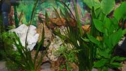 aquarium-von-michael-schulz-juwel-mit-schwarzem-unterschrank_