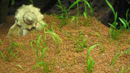 aquarium-von-gestresster-sven-black-bee-reich-das-becken-meiner-frau--_Lilaeopsis