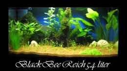 aquarium-von-gestresster-sven-black-bee-reich-das-becken-meiner-frau--_