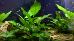 Aquarium einrichten mit anubias heterophylla u. a.
