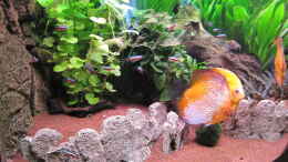 aquarium-von-jogi-amazonas---corner_Ansicht - links 09.01.2011