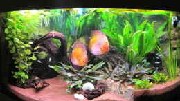 aquarium-von-jogi-amazonas---corner_Amazonas-Corner 05.02.2011