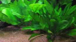 Aquarium einrichten mit Im Vordergrund: Echinodorus parviflorus.