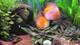 aquarium-von-jogi-amazonas---corner_05.02.2011