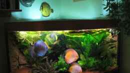 aquarium-von-jogi-amazonas---corner_Trigon 350 bei Nacht