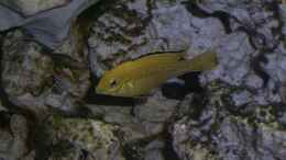 aquarium-von-michael-krauss-becken-1505_Labidochromis caeruleus ( Männchen )