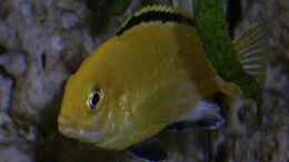 aquarium-von-michael-krauss-becken-1505_Labidochromis caeruleus ( Weibchen )