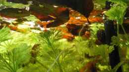 aquarium-von-cpeters-pflanzendickischt_Buchenlaub noch an der Oberfläche