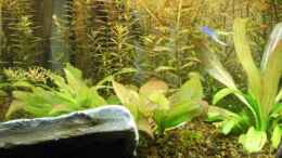 aquarium-von-cpeters-pflanzendickischt_Echinodorus?und Kirschbäumchen