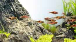Aquarium einrichten mit Espes Keilfleckbärbling Schwarm
